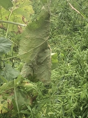 Puccinia malvacearum
