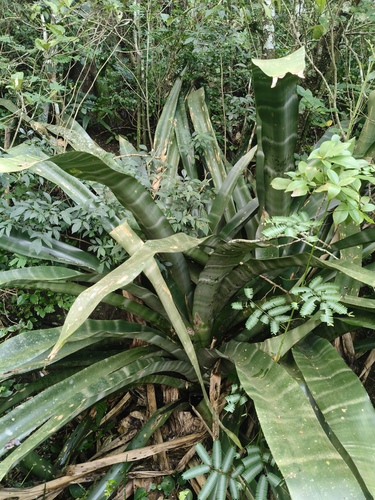 Aechmea floribunda (Aechmea floribunda)