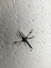 Synanthedon scoliaeformis