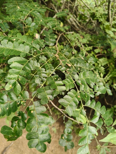 Cenostigma pluviosum, photograph 5