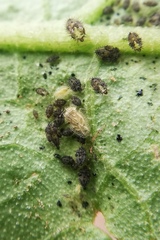 Urentius hystricellus