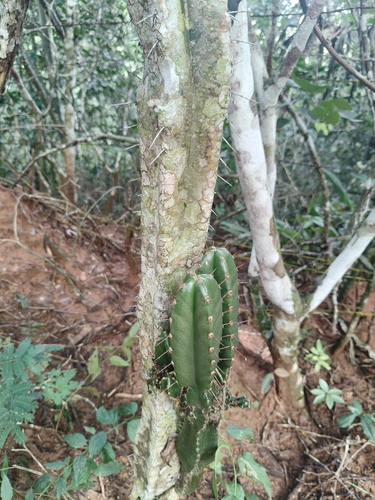 Pilosocereus brasiliensis, photograph 5