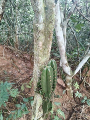 (c) Diogo Luiz, some rights reserved (CC BY) Pilosocereus brasiliensis, photograph (c) Diogo Luiz, some rights reserved (CC BY)