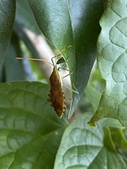 Discogastrini