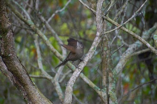 Pale-breasted Thrush
