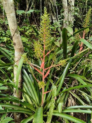 Aechmea ramosa, photograph 5