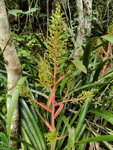 Aechmea ramosa, photograph 4