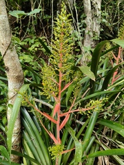 Aechmea ramosa, photograph (c) Diogo Luiz, some rights reserved (CC BY)