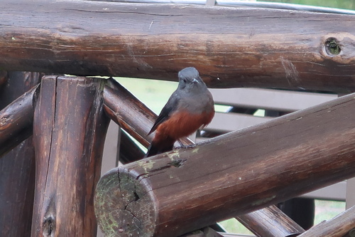 Mocking Cliff Chat (Thamnolaea cinnamomeiventris), photo 3