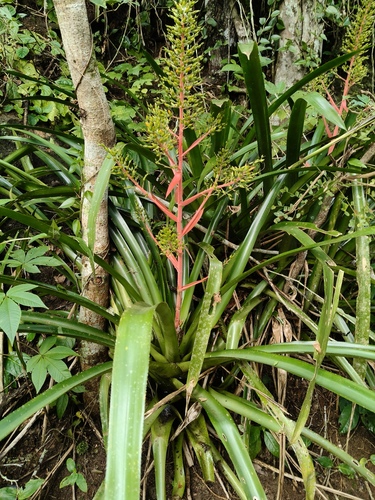 Aechmea ramosa, photograph 3