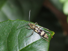 Chlorophorus signaticollis