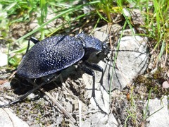 Carabus scabrosus
