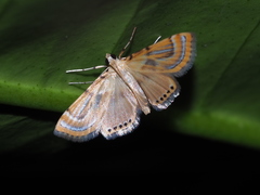 Cataclysta angulata