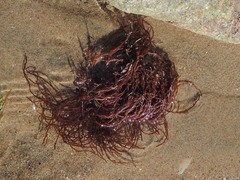 Gracilariopsis