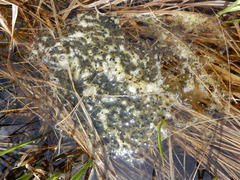 Rana luteiventris