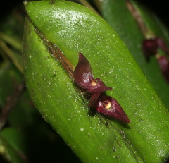 Pleurothallis deflexa