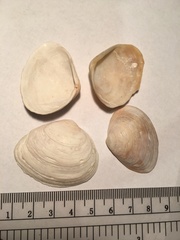 Macoma