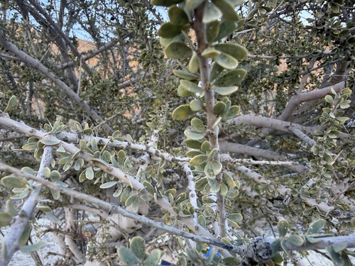 Stink Shepherdstree