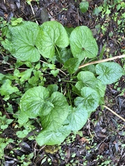 Ligularia stenocephala