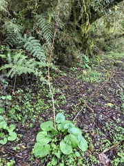 Ligularia stenocephala