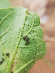 Urentius hystricellus