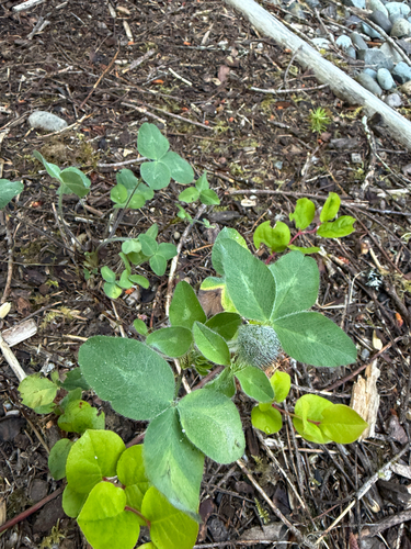Clover