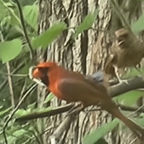 Northern Cardinal