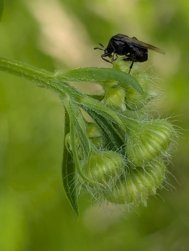 Ripiphorus