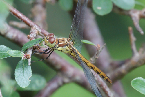 Common Darter