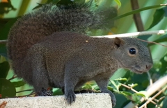 Callosciurus caniceps
