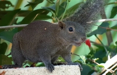 Callosciurus caniceps