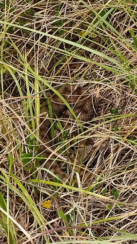 Adder