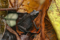 Arthroleptis xenodactyloides