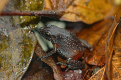 Arthroleptis xenodactyloides