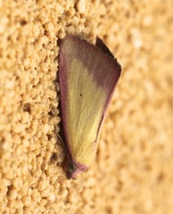 Phytometra formosalis