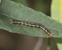 Rusicada combinans