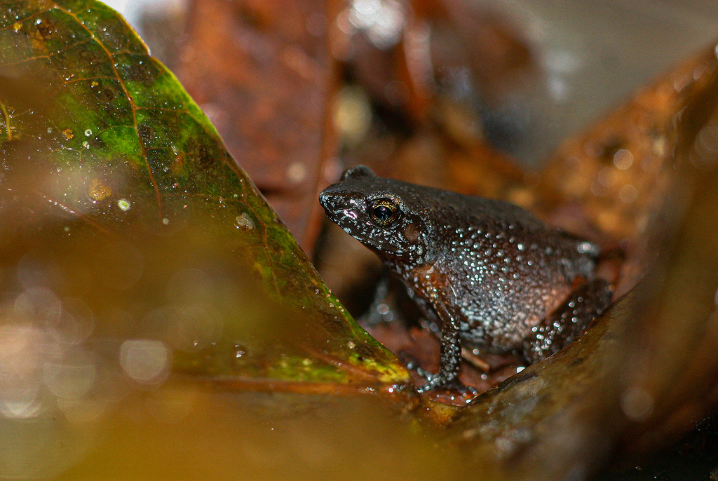 Chirinda Cricket Frog