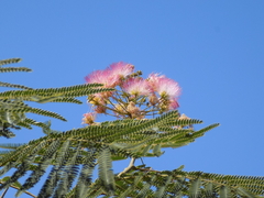 Albizia julibrissin julibrissin