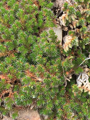 Selaginella hansenii