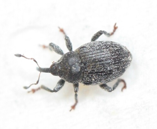 Sibinia viscariae
