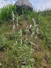 Stachys cretica, photograph author not stated, no rights reserved
