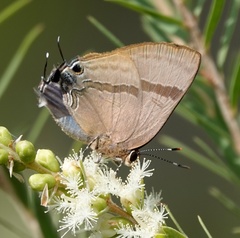 Rapala varuna orseis