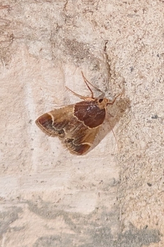 Meal moth