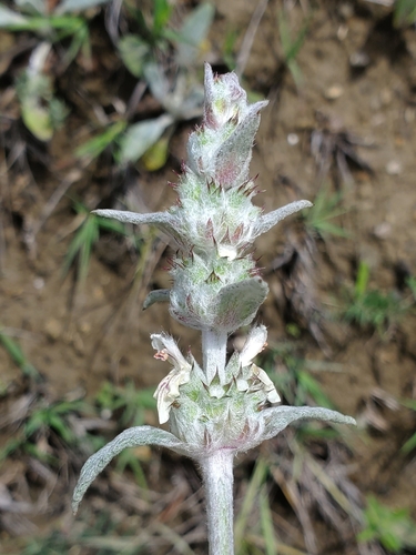 Stachys cretica, photograph 5