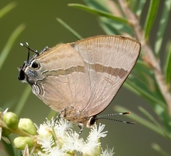 Rapala varuna orseis