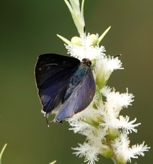 Rapala varuna orseis