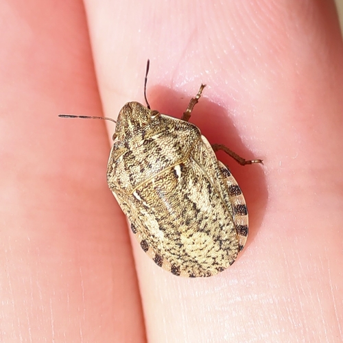European Tortoise Bug