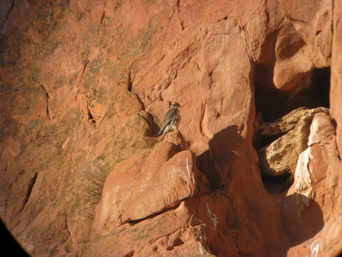 Prairie Falcon