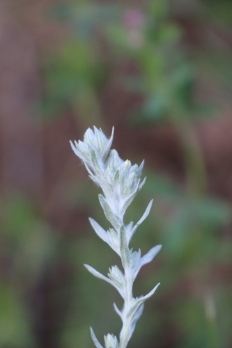 field fluffweed