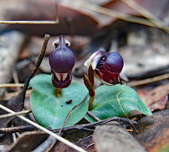 Corybas unguiculatus
